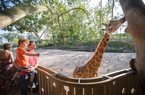 pairi daiza honden toegelaten|Jardin zoologique près de Mons 